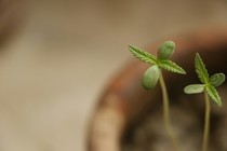 hypnosis; hypnotherapy; Canada; Ontario 