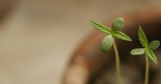 How Hypnotherapy Can Help You Reclaim Your Mind from Digital Overload