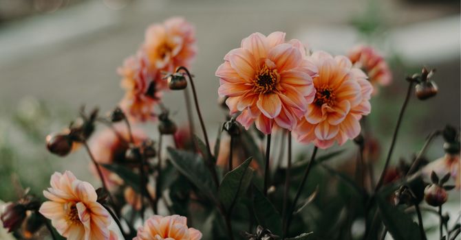 Overcome Fears and Phobias with Hypnotherapy