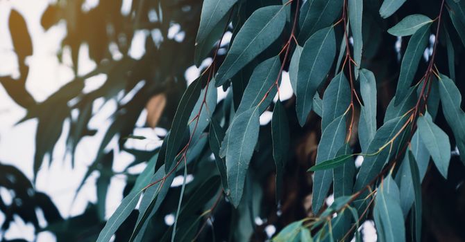 How Hypnotherapy Can Help You Reclaim Your Mind from Digital Overload