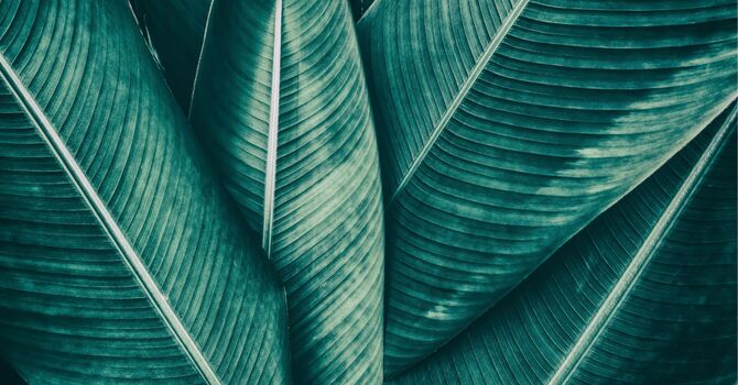 How Hypnotherapy Can Help You Reclaim Your Mind from Digital Overload