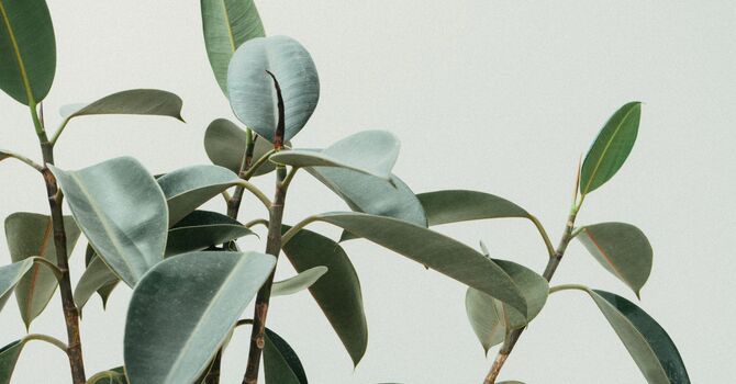 Overcome Fears and Phobias with Hypnotherapy image